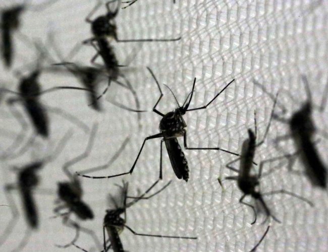 Aumento alarmante: Baixada Santista registra mais duas fatalidades por dengue, totalizando nove em 2024