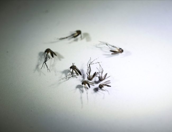 Aumento Alarmante: Dengue Causa 54 Mortes no Vale do Paraíba e Região em 2024