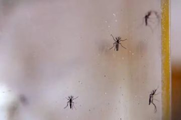 Aumento de 29% nos casos de dengue em Taubaté e 40% das infecções na região do Vale