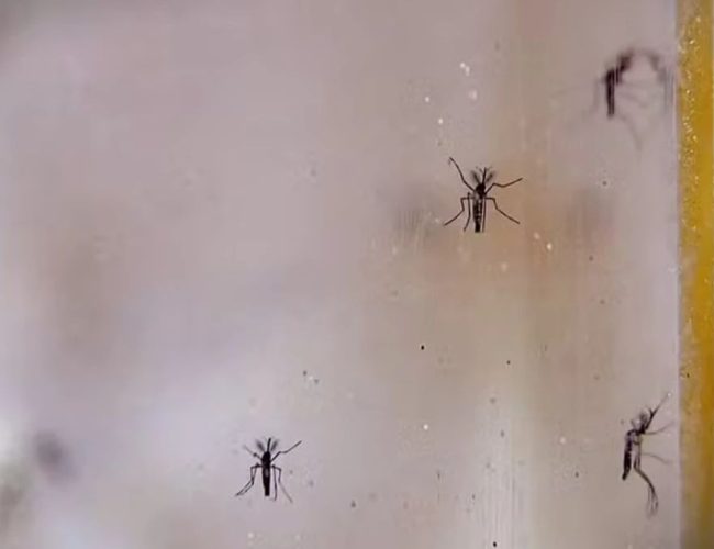 Aumento de 29% nos casos de dengue em Taubaté e 40% das infecções na região do Vale